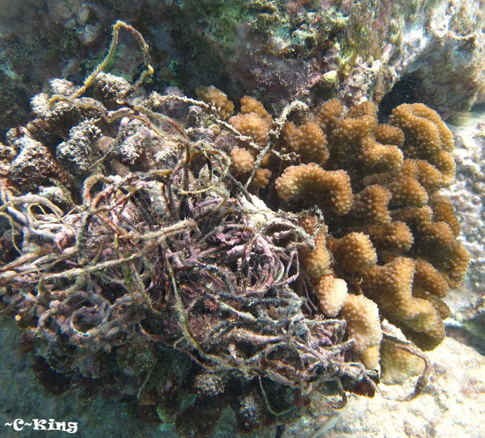 Entangled Coral
