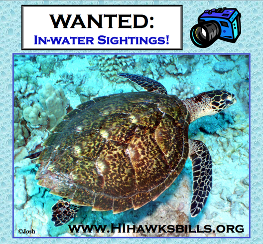 In-water sightings wanted