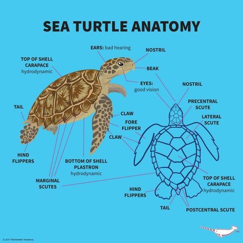 Sea Turtle Anatomy by Peppermint Narwhal